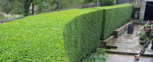 trimming1